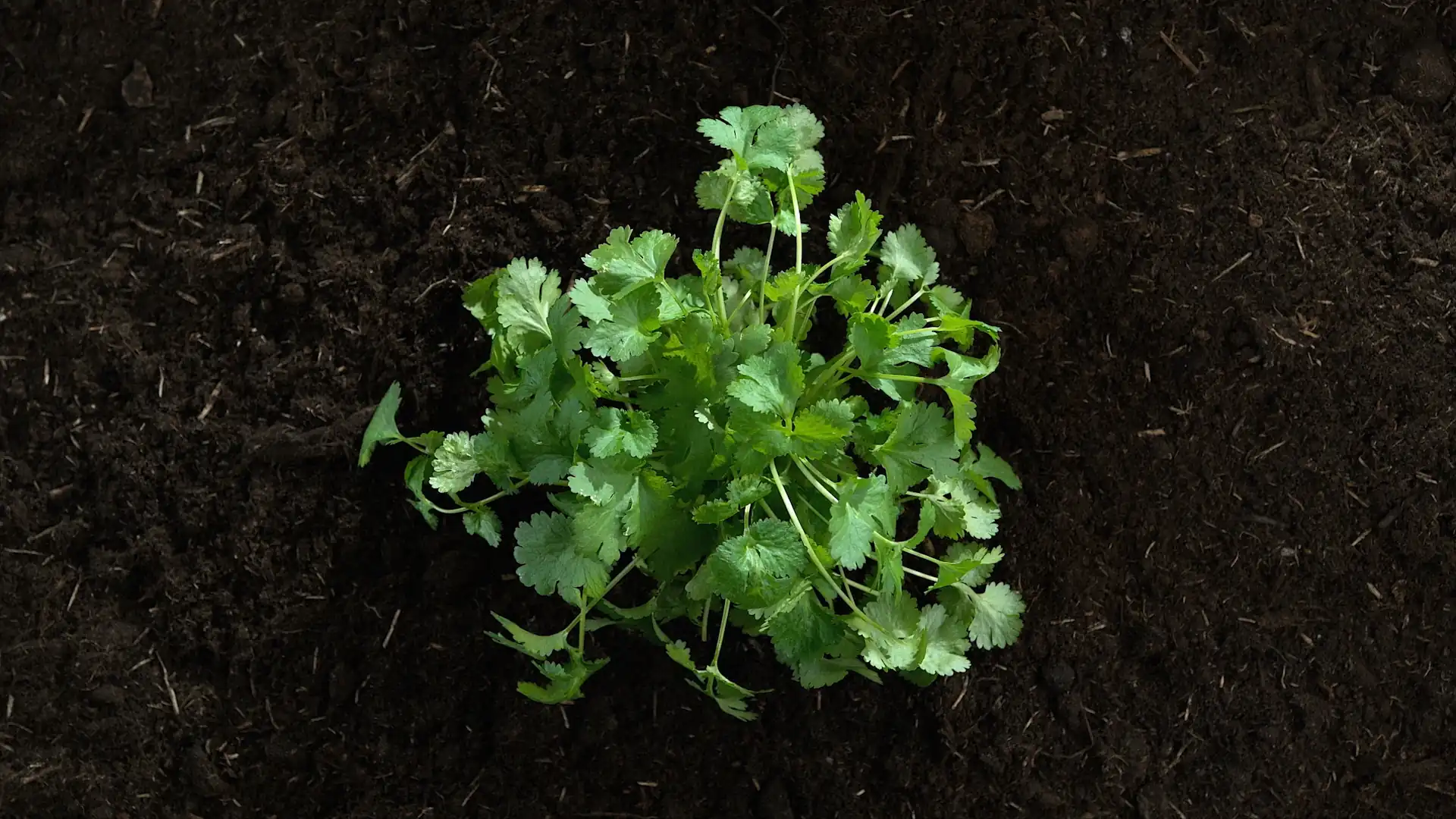 plannt-ca-online-garden-planning-tool-for-square-foot-gardeners