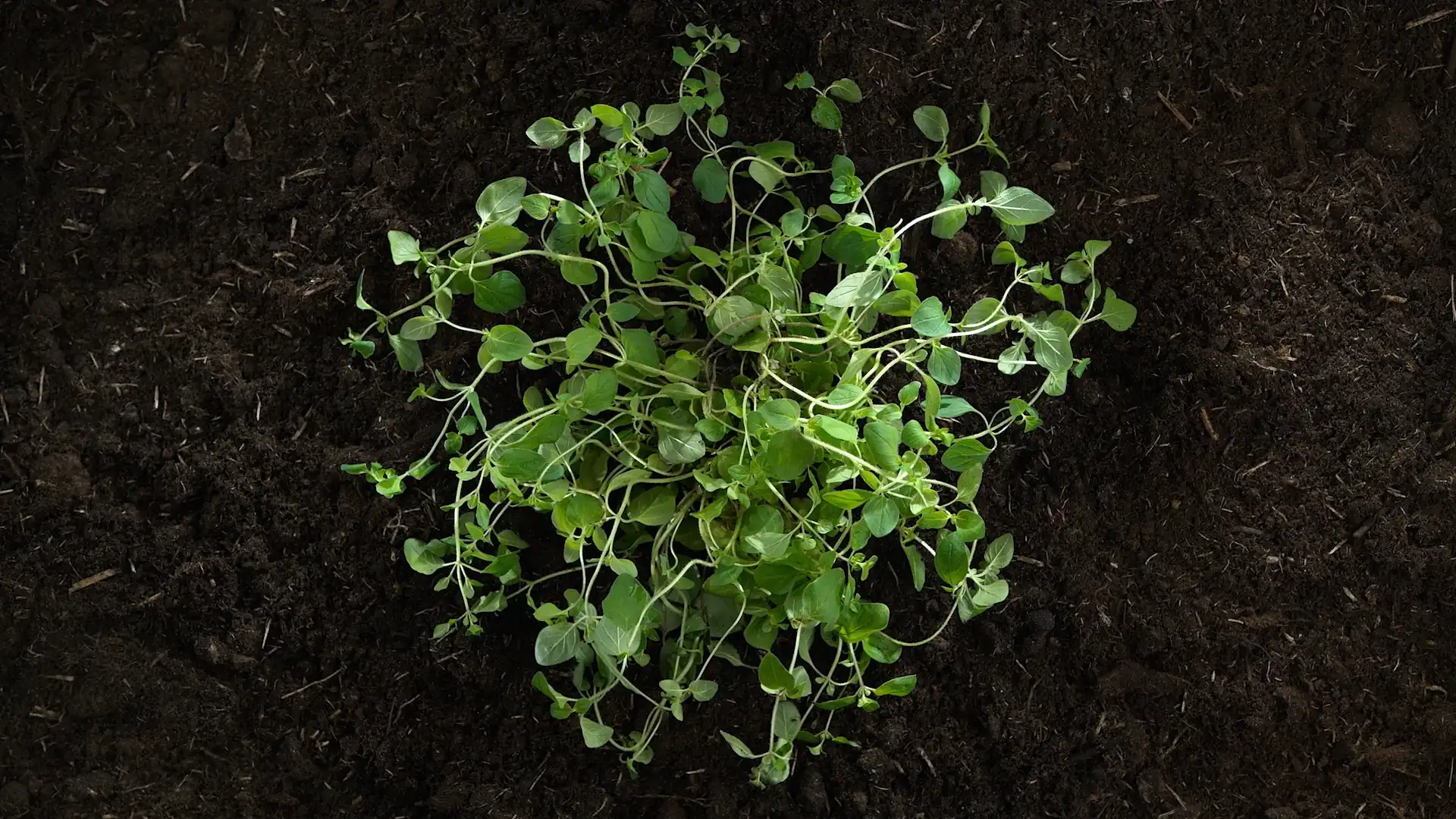 plannt-ca-online-garden-planning-tool-for-square-foot-gardeners